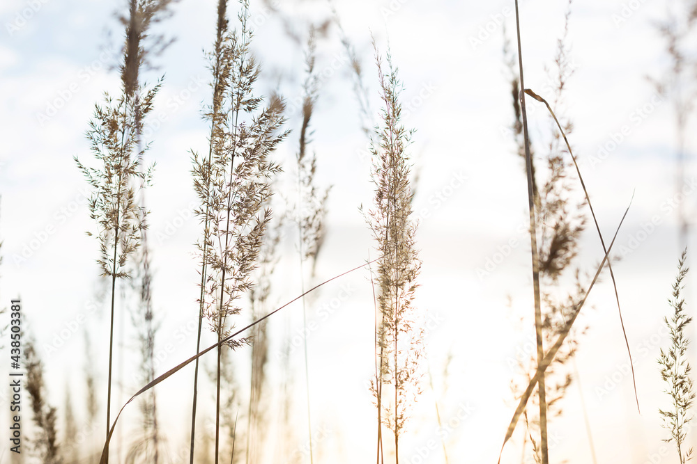 Dry grass-panicles of the Pampas against the sky. Nature, decorative wild reeds, ecology Dry grass-panicles of the Pampas against the sky. Nature, decorative wild reeds, ecology