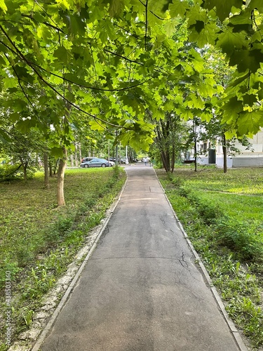 Fototapeta Naklejka Na Ścianę i Meble -  The city park. The green alley. 