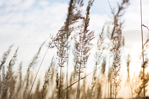 Dry grass-panicles of the Pampas against the sky. Nature  decorative wild reeds  ecology
