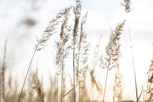 Dry grass-panicles of the Pampas against the sky. Nature, decorative wild reeds, ecology