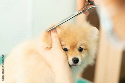 pomeranian dog grooming, grooming