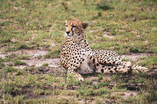 Maasai Mara National Park Safari Tour