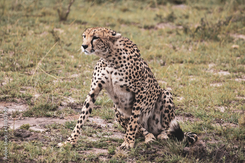 Maasai Mara National Park Safari Tour © Michael