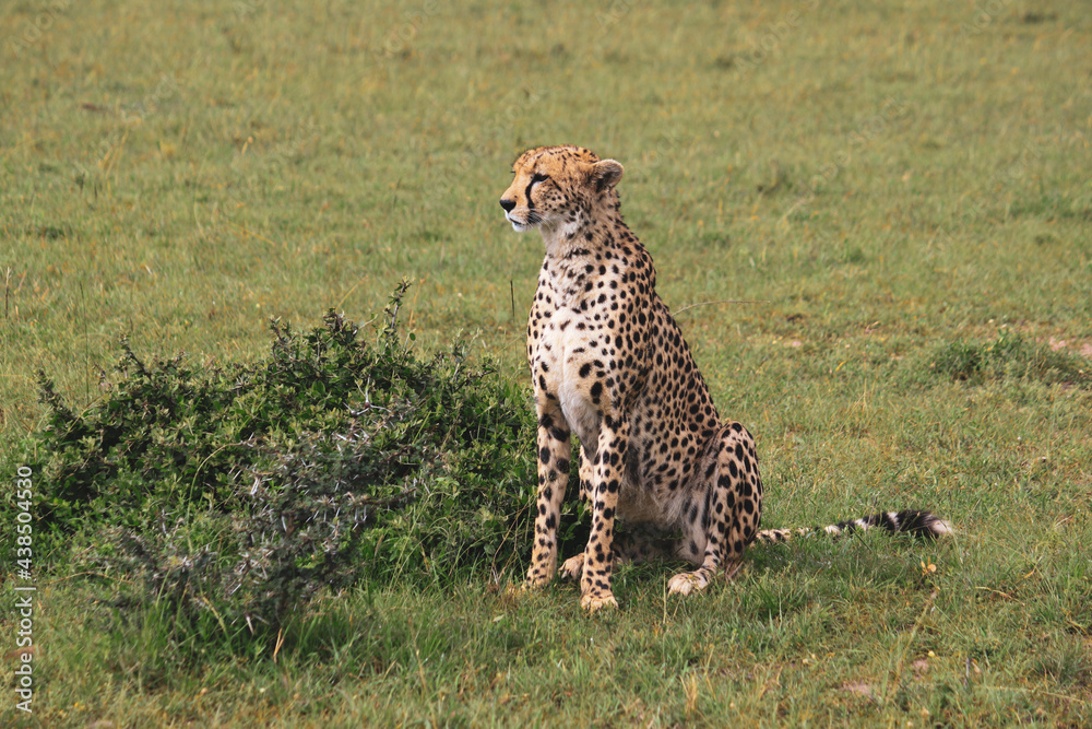 Naklejka premium Maasai Mara National Park Safari Tour