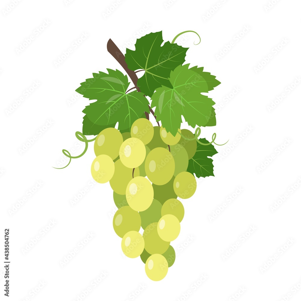 Green or white table Grapes bunch with berries and leaves Green or white table Grapes bunch with berries and leaves