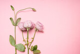 A branch of a rose bush with a bud on a pink background.