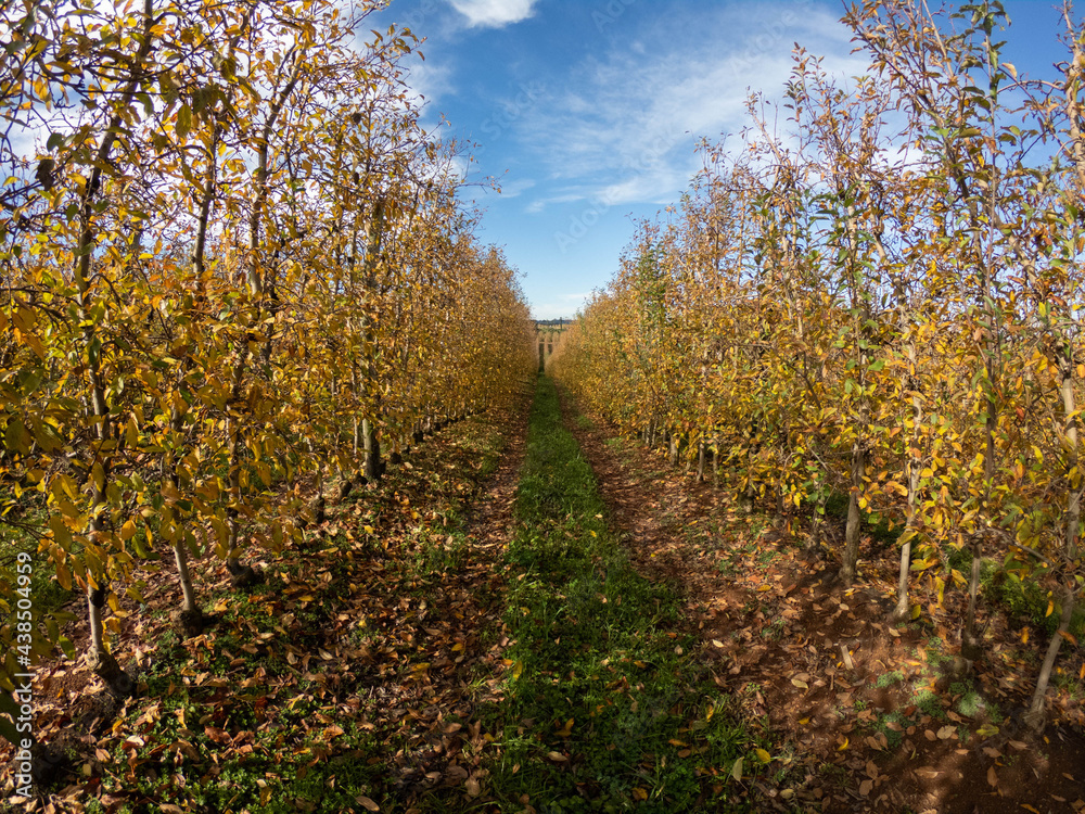 Apple orchard in autumn with yellowish leaves