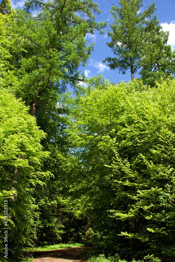 deciduous forest view up from forest path to tree tops with light green leaves and blue sky deciduous forest view up from forest path to tree tops with light green leaves and blue sky