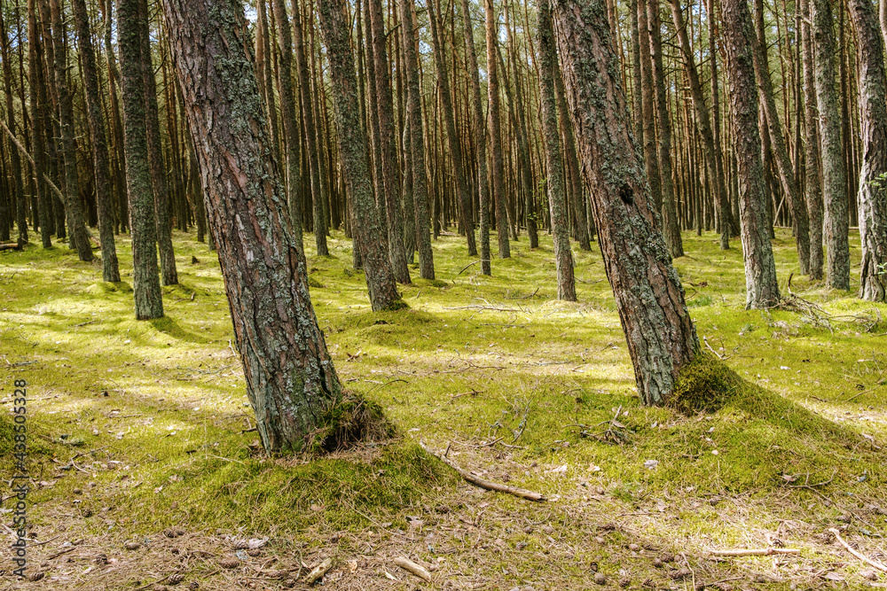 Fototapeta premium Pine forest on a spring morning
