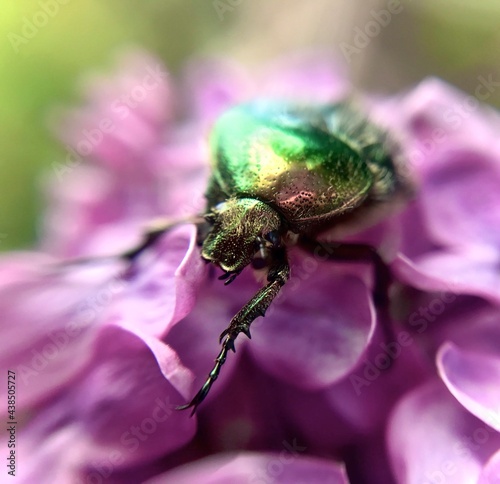 Beetle on a flower