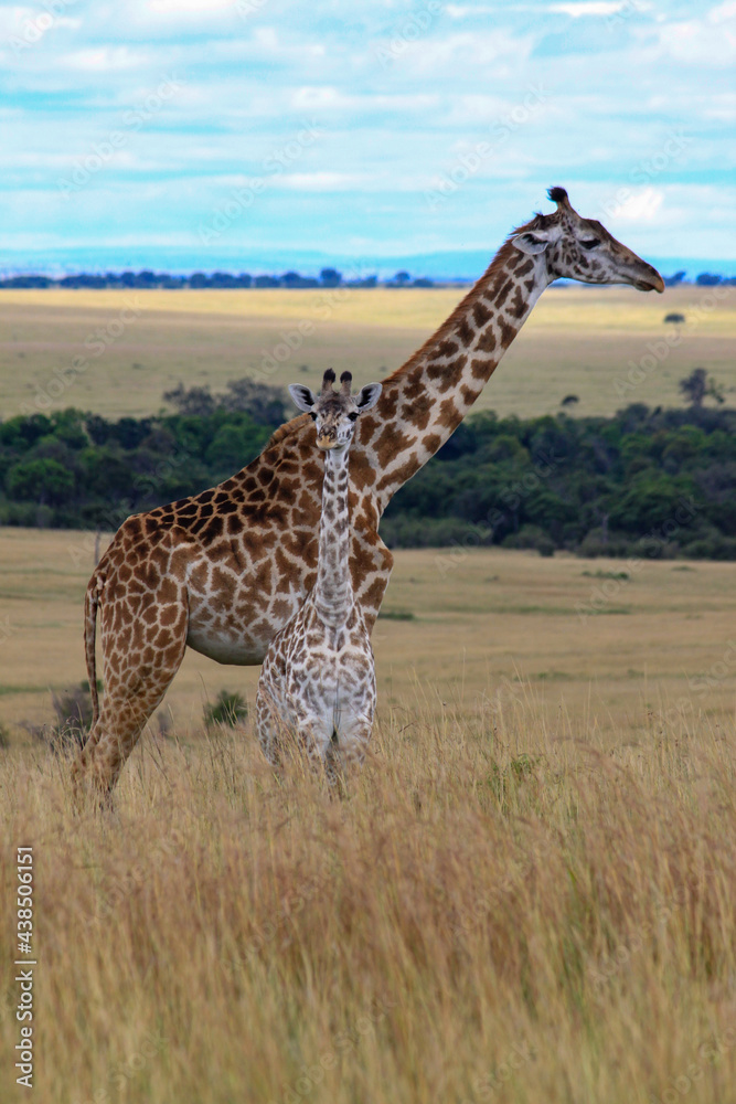 Maasai Mara National Park Safari Tour Maasai Mara National Park Safari Tour