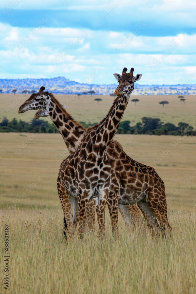 Obraz premium Maasai Mara National Park Safari Tour