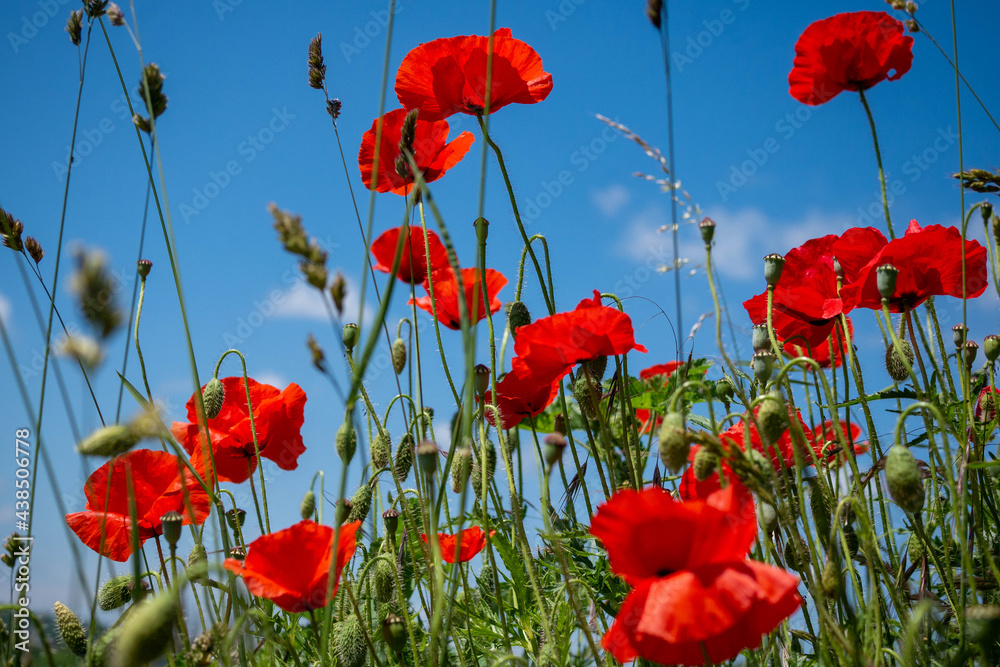 Obraz premium les jolies coquelicots