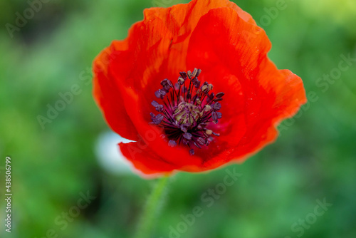 les jolies coquelicots