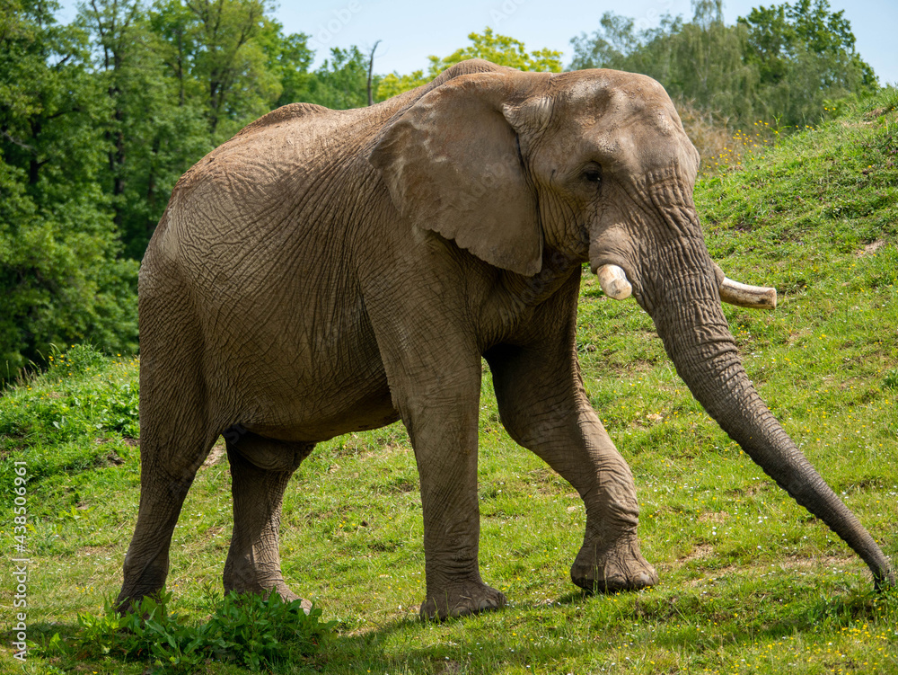 Obraz premium Le grand éléphant