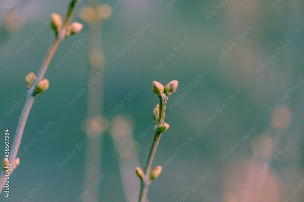 spring background. Buds on trees in spring. New life concept. spring background. Buds on trees in spring. New life concept.