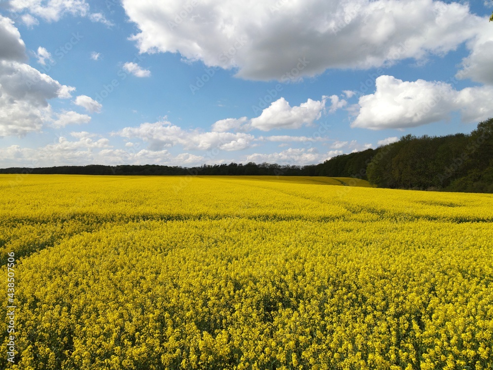 Obraz premium Rapsfelder in Vorpommern 