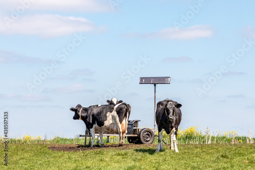 Cows drinking trough on solar energy in the pasture  in the polder in Holland and a wide blue sky