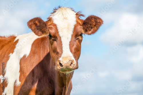Cow portrait with flies, a cute and calm red bovine, with white blaze, pink nose and friendly calm expression, adorable furry © Clara