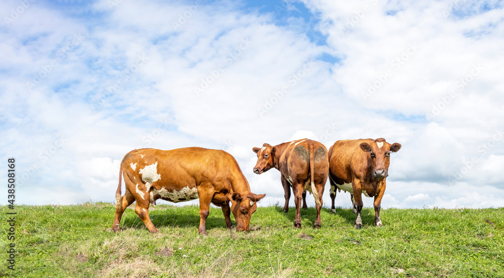 Beef cows, meat and dairy cattle, dual purpose looking side by side, one cow from behind and one in a field