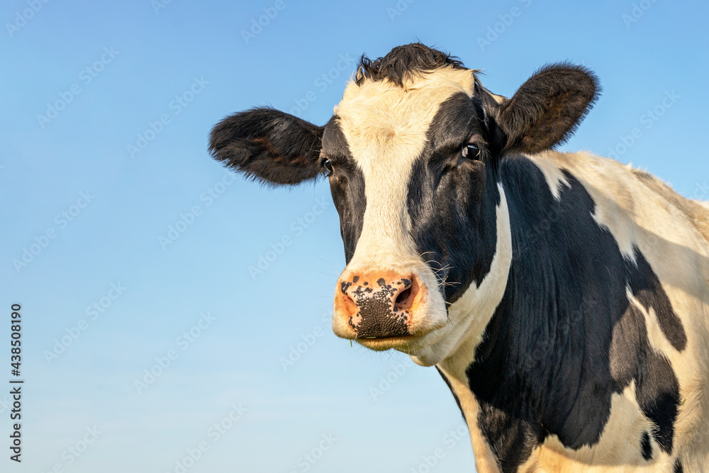 Head of a cow, looking friendly, mature black and white with spotted pink nose and blue background with copy space Head of a cow, looking friendly, mature black and white with spotted pink nose and blue background with copy space