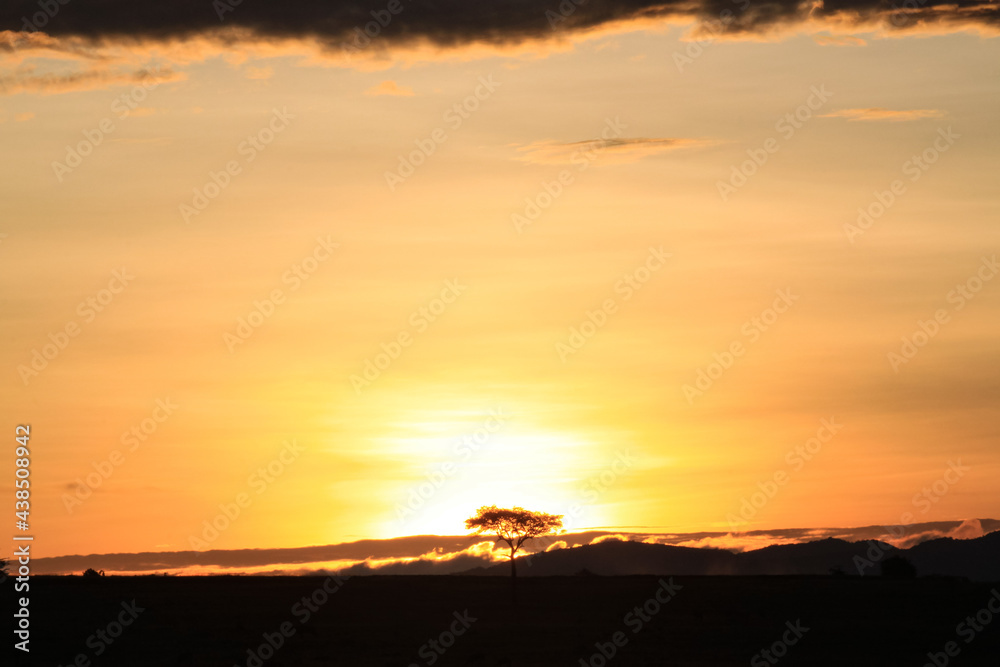 Obraz premium Maasai Mara National Park Safari Tour