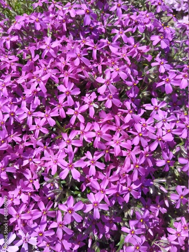 Pink phlox subulate beautiful flowers, spring bloom background © Nikolas