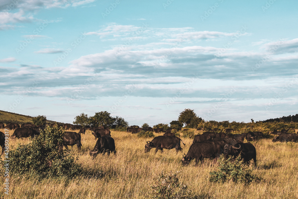 Obraz premium Maasai Mara National Park Safari Tour
