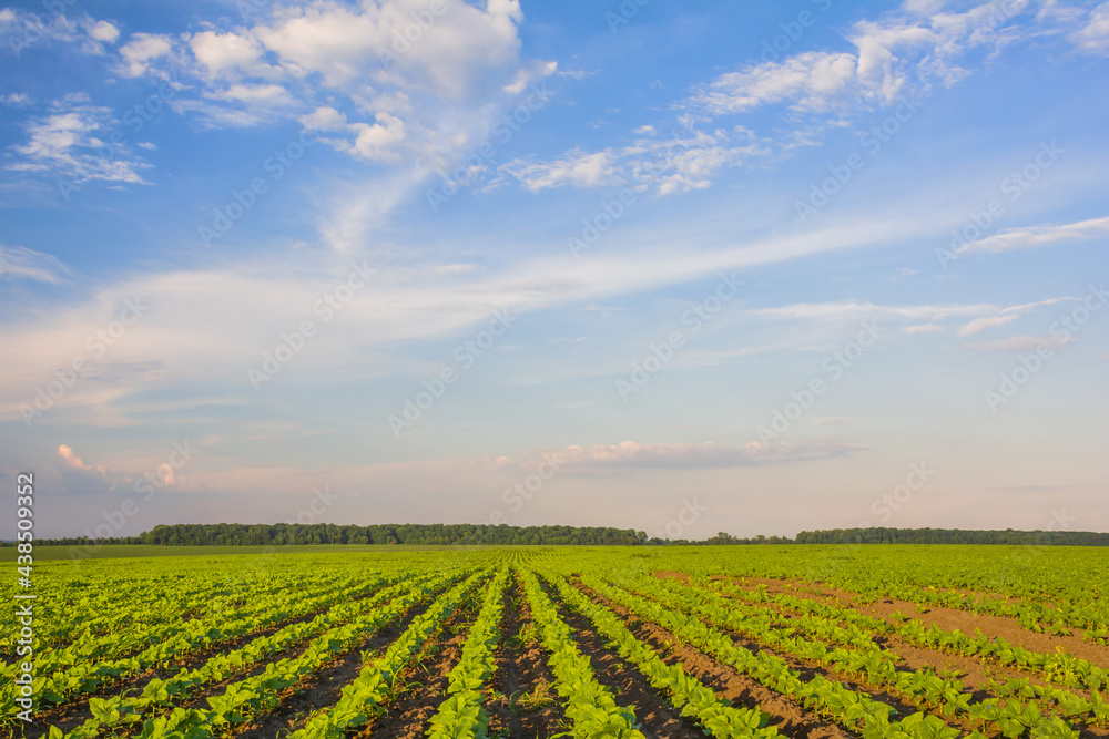 Young sunflower shoots grow in rows in the field