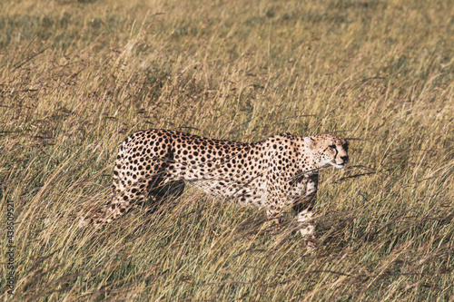 Maasai Mara National Park Safari Tour © Michael