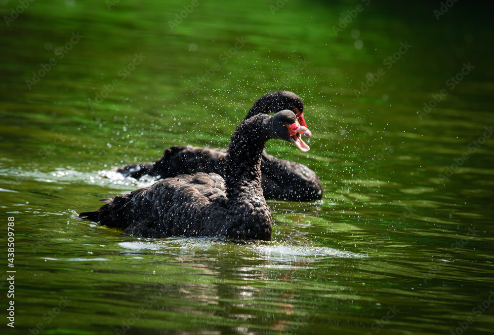Nice black swan sweeming on summer lake with water splashes nature Nice black swan sweeming on summer lake with water splashes nature