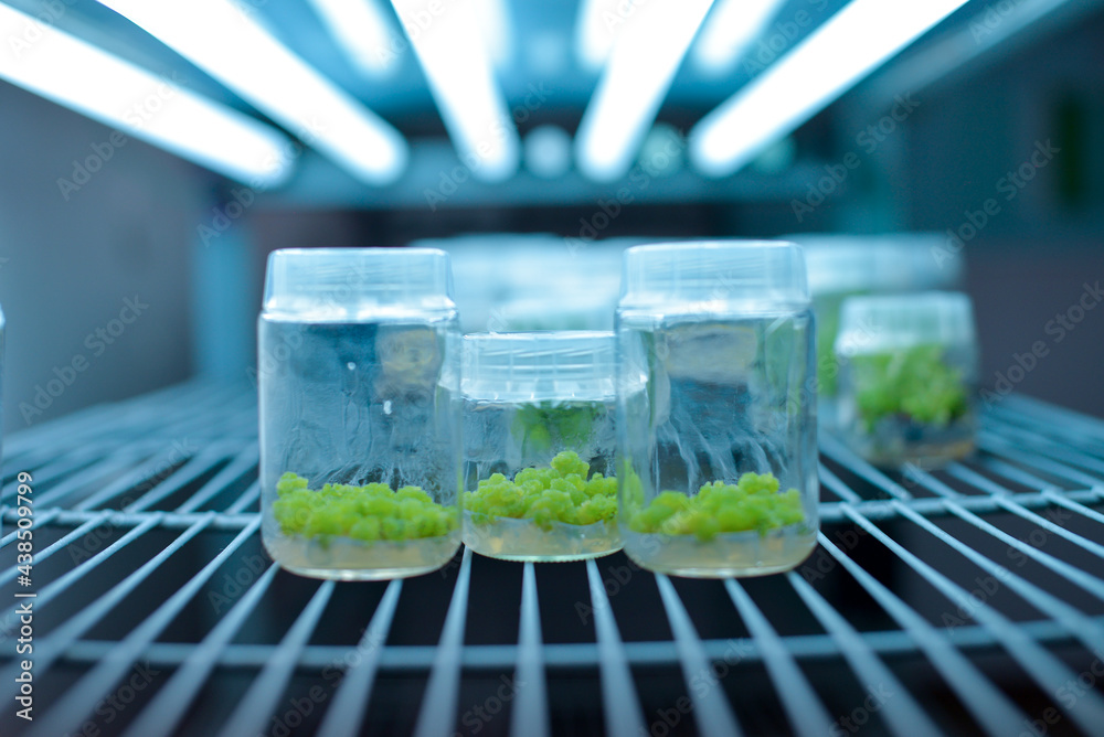 Plant callus tissue culture, biology science for plant regeneration.  Various plants cultivated in vitro in dishes and tubes in nutrient medium,  biotechnology concept In vitro growth medium. Stock Photo | Adobe Stock