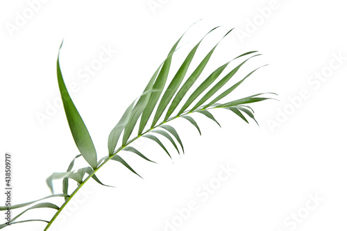 Houseplant palm leaf isolated on white