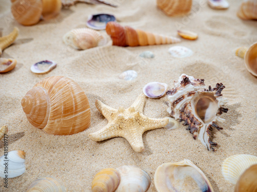 The concept of summer, rest, sea, travel. Starfish and seashells on the sand. top view of sandy background with dunes