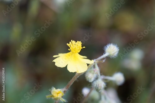 Hoary rockrose, Helianthemum oelandicum photo