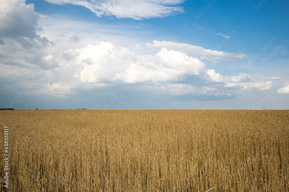 View of wheat field