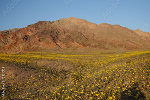 desert flower bloom