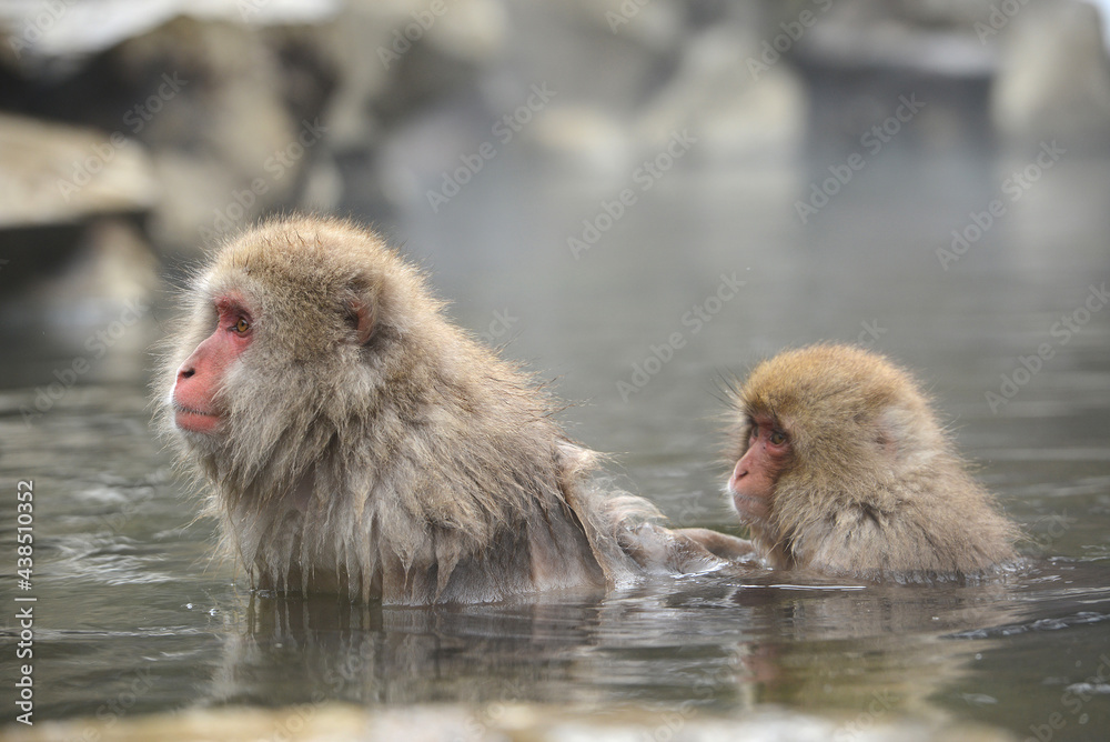 Naklejka premium snow monkey