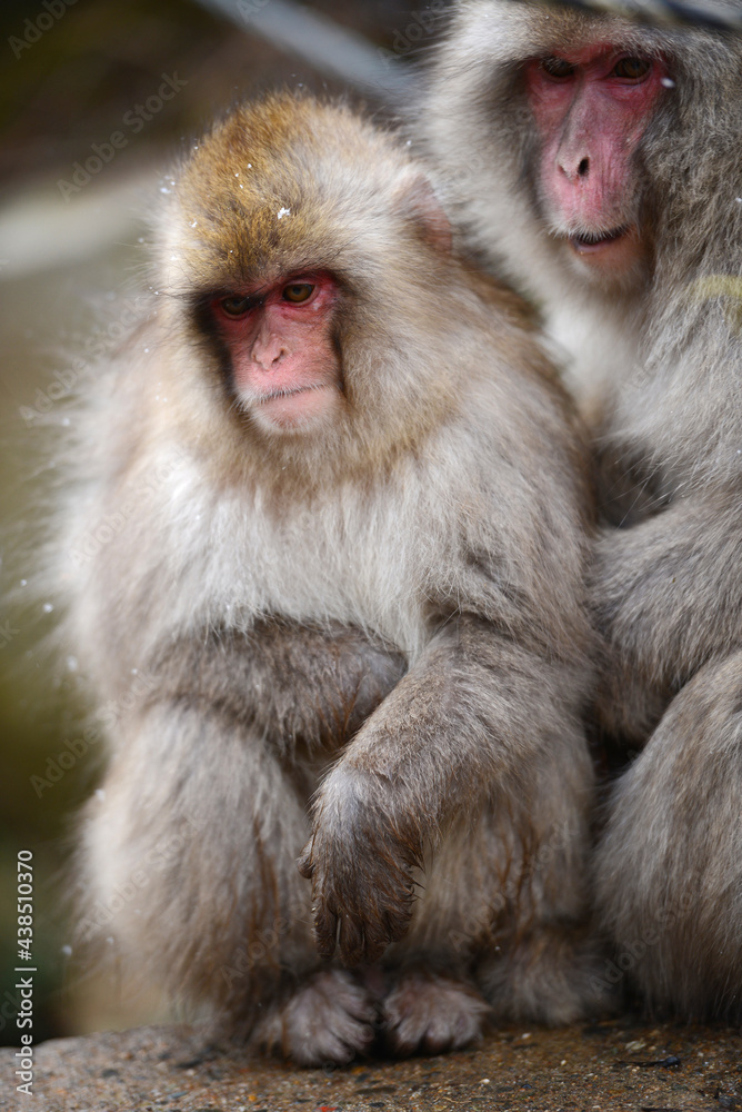 snow monkey snow monkey