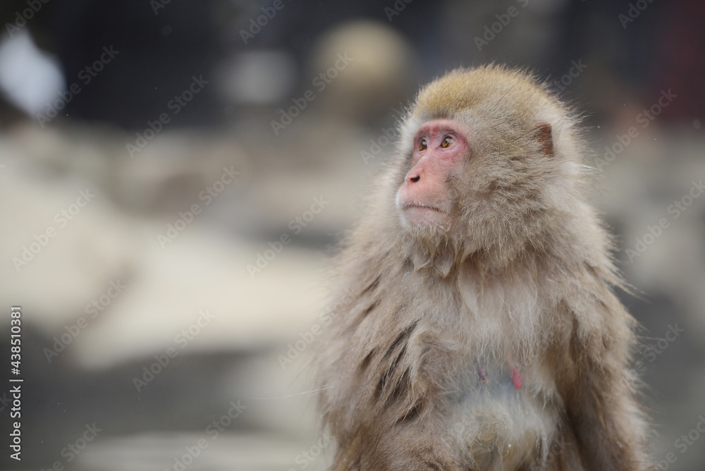 snow monkey snow monkey