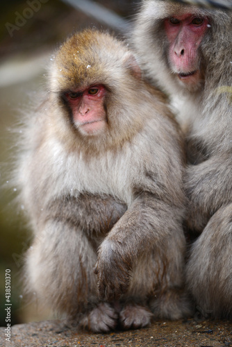 snow monkey