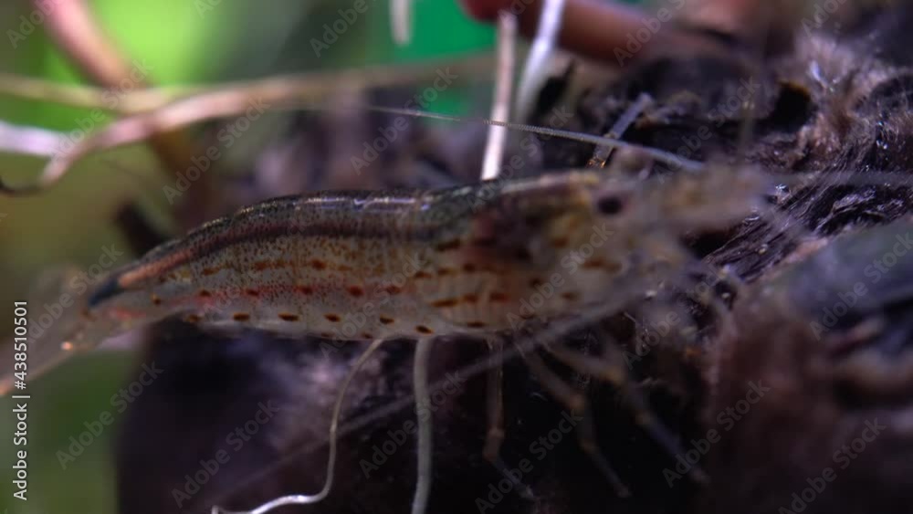 Freshwater Amino shrimp eating Algae macro shot. Algae-eating or cleaning shrimp, Palaemonetes paludosus feeders. Close up with very shallow depth of field. Freshwater Amino shrimp eating Algae macro shot. Algae-eating or cleaning shrimp, Palaemonetes paludosus feeders. Close up with very shallow depth of field.