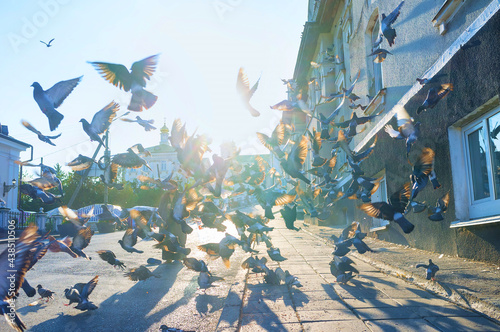 Flying birds in old town of Pochaiv, Ukraine photo