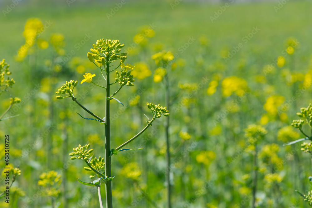 Rapeseed. Brassica napus. are blooming in sunny summer day. yellow flower, isolated on blurred natural background. agriculture, in Europe or Asia. floral background, close-up Rapeseed. Brassica napus. are blooming in sunny summer day. yellow flower, isolated on blurred natural background. agriculture, in Europe or Asia. floral background, close-up