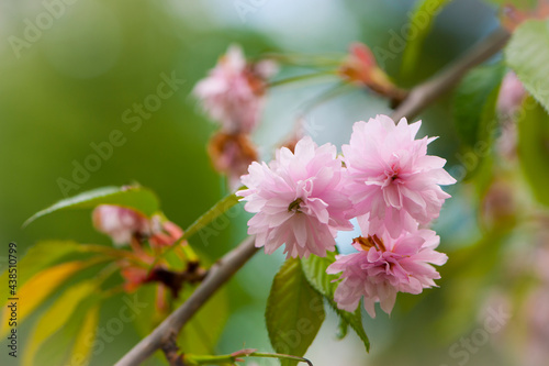 Sakura. Cherry Blossom in Springtime. Beautiful Pink Flowers. floral spring background. Japanese cherry. pink flowers on natural green background. delicate sakura flowers, close-up