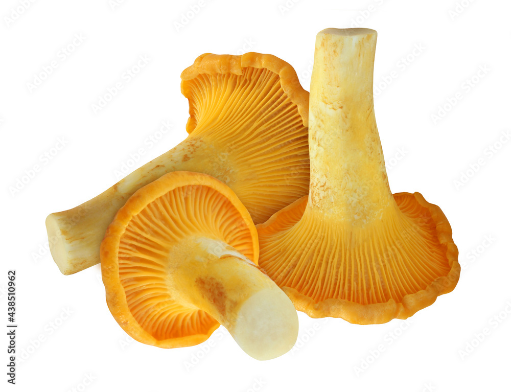 Chanterelle mushroom isolated on white background. Chanterelle mushroom isolated on white background.