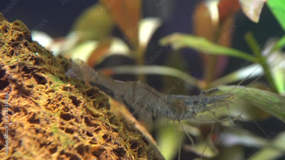 Freshwater ghost shrimp macro shot, or opaque glass shrimp with crooked back tail. Algaeeating