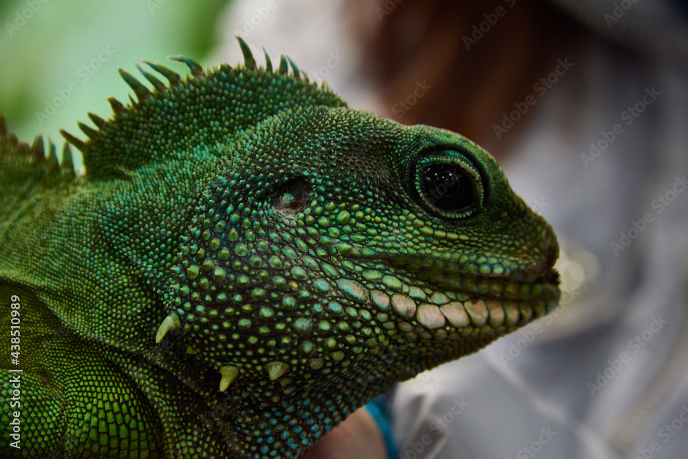 green iguana on a branch green iguana on a branch