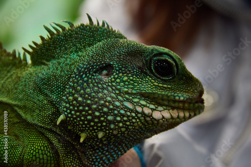 green iguana on a branch © excalibur