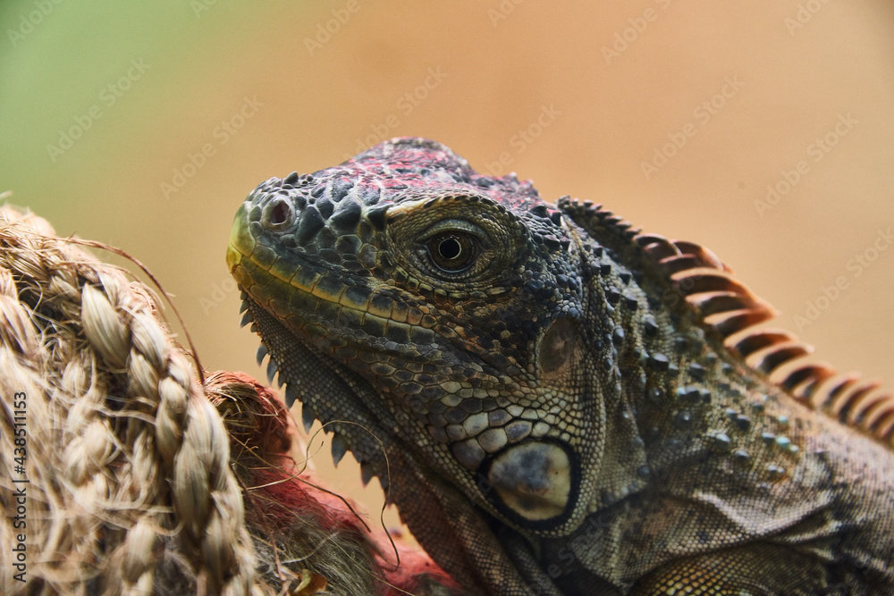 Fototapeta premium iguana on tree